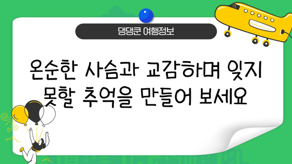 나라 사슴 공원 투어| 역사와 현대가 조화된 아름다움을 만나다 | 일본 여행, 교토, 사슴 공원, 문화 체험